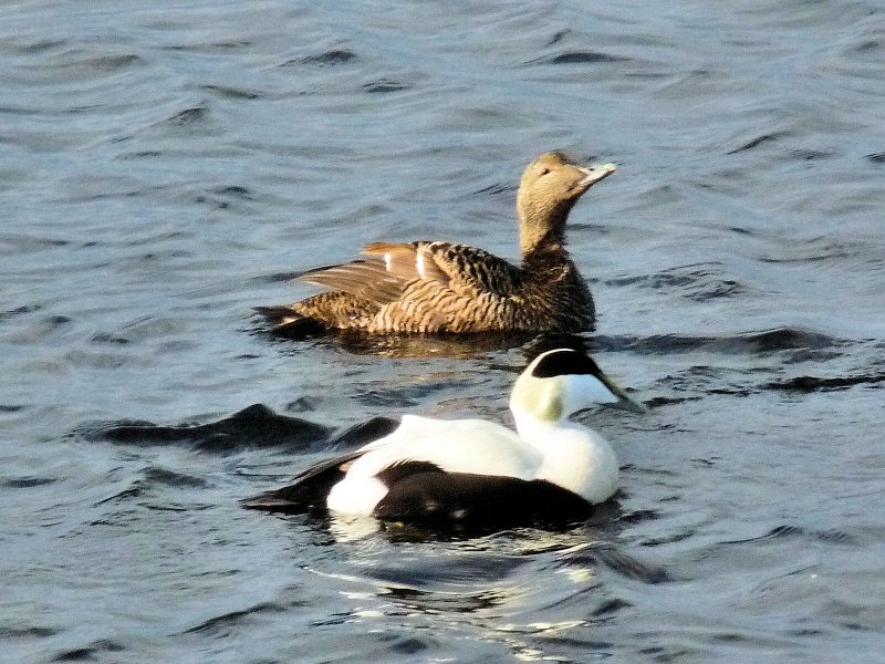 C (268) Eider.JPG